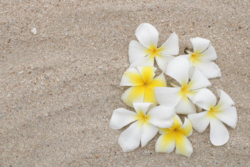 Fototapeta na wymiar White frangipani flowers on the sand beach with copy space, horizontal