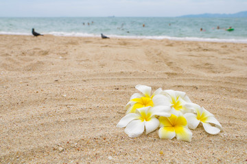 A bunch of frangipani flowers on the sand beach with pigeons silhouette and blue sea on background