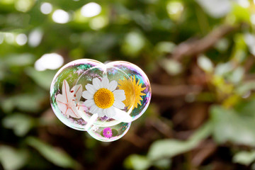 four flowers, a daisy in them, in a four air bubbles in a green park