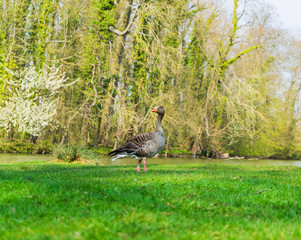 Duck family with young animals on the shore of a lake