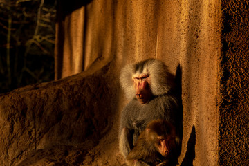 Zootiere