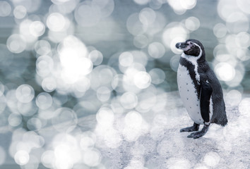 Penguin with bokeh and space to the side 