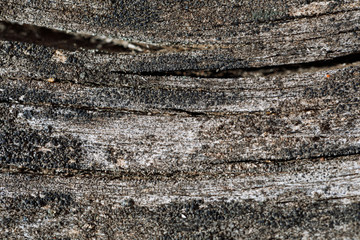 Rough texture of a saw cut of a tree. Ready photo background. Macro.