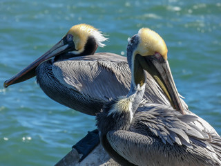 Pelicans