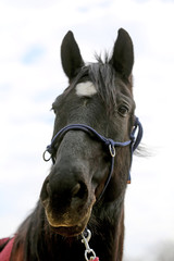 Head shot closeup of a beautiful yong horse during training