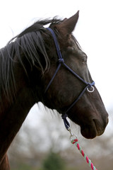 Head shot closeup of a beautiful yong horse during training