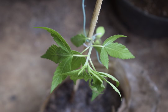 Planta de cannabis murcha