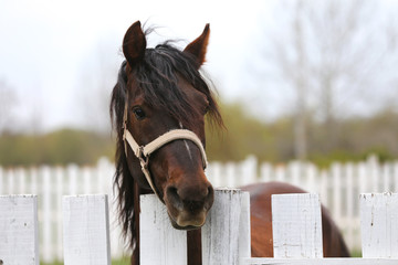 Head shot closeup of a beautiful yong horse during training