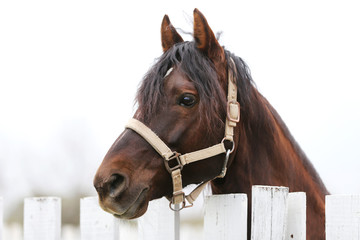 Head shot closeup of a beautiful yong horse during training