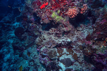marine ecosystem underwater view / blue ocean wild nature in the sea, abstract background