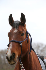 Head shot closeup of a beautiful yong horse during training