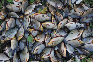 Pile of caught crucians on green grass. Successful fishing