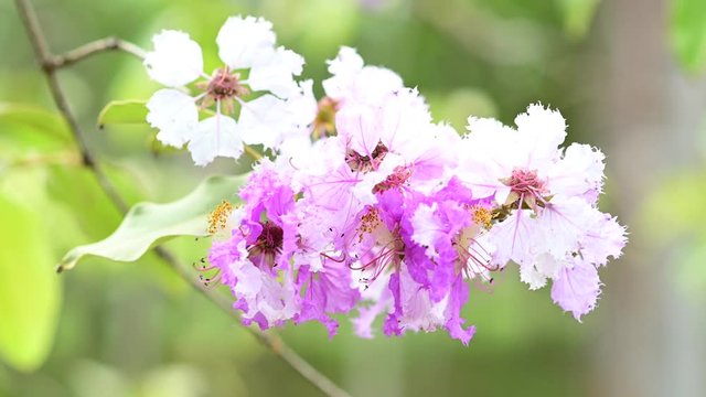 Lythraceae flowers or tabak flowers on tree
