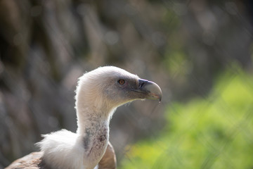 Vulture