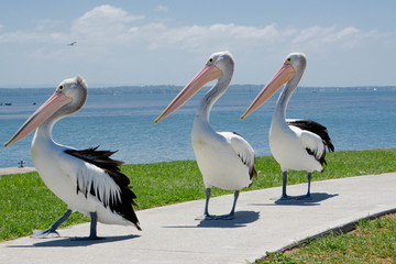 pelicans on the road