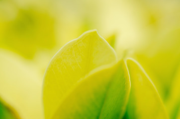 Green leaves with a blurred pattern background