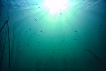 lake background water underwater abstract / fresh water diving background nature underwater...
