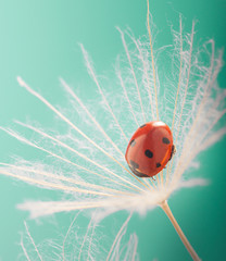 Ladybug and dandelion, macro shot, on blue background. ladybird.