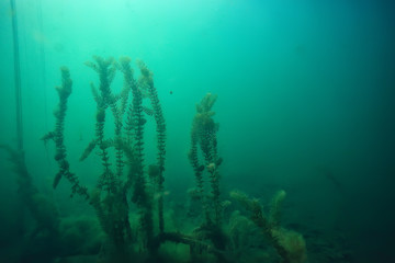 Fototapeta premium disaster ecology river underwater / landscape pollution ecology underwater