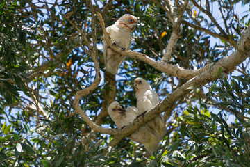 parrot on a branch