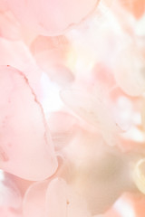 クラゲ / Jellyfish