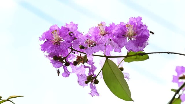 Lythraceae flowers or tabak flowers with bees on tree