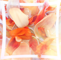 vintage tinted petals background / abstract spring background, summer flower petals in frame