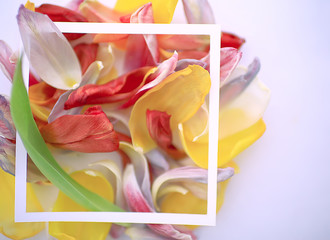 multicolored petals frame background / abstract spring background, flower field