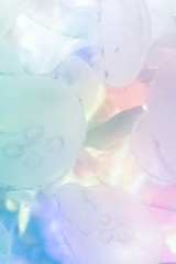 クラゲ / Jellyfish