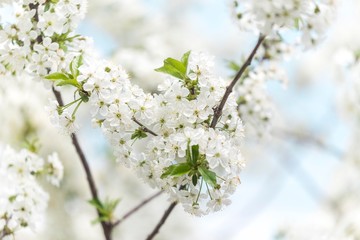 spring tree blossom. spring time background. spring nature wallpaper.