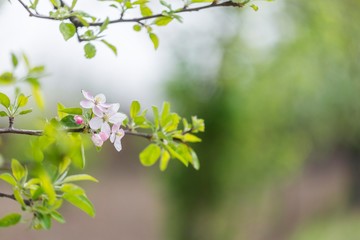 spring apple tree branch with flower isolated. spring blossoms.