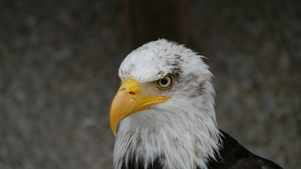 Pygargue à tête blanche