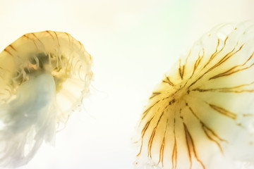 クラゲ / Jellyfish