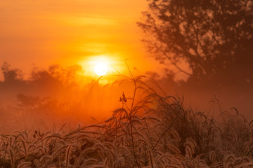 Grasblume morgens bei Sonnenaufgang mit goldenem Sonnenschein. Blumenfeld im ländlichen. Hintergrund der orangefarbenen Wiese. Wilde Wiesengrasblumen mit Morgensonne. Beginnen Sie einen neuen Tag oder ein neues Lebenskonzept.