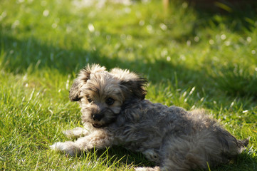 Naklejka na ściany i meble Havaneser Hund rennt auf der grünen Wiese