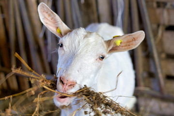 head portrait of  white goat eating hay