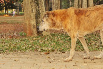 injured homeless street dog