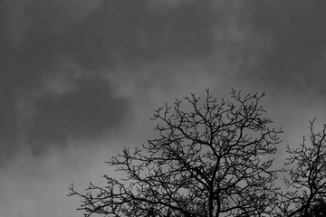 Silhouette dead tree on dark dramatic sky background for scary or death. Halloween night. Hopeless, despair,sad and lament concept. Scary forest. Dramatic horror night on Halloween day background.