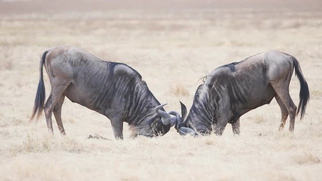 a 180p slow motion shot of two male wildebeest butting heads at ngorongoro crater in tanzania