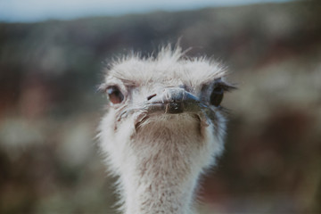 ostrich portrait close up