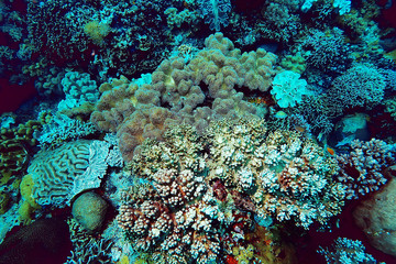 coral reef macro / texture, abstract marine ecosystem background on a coral reef