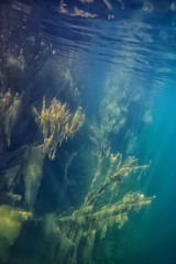 lake underwater landscape abstract / blue transparent water, eco nature protection underwater