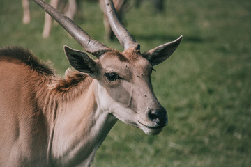Gazelle in a national park