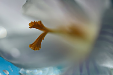 white crocus spring flower, spring abstract background, nature concept