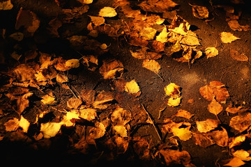 fall wet leaves background / autumn background, yellow leaves fallen from the trees, fall of the leaves, autumn park