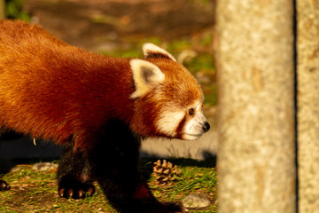 Zootiere