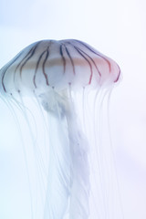 Obraz na płótnie Canvas Colorful and beautiful jellyfish