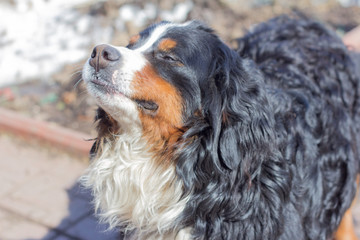 Cheerful Bernese mountain dog enjoys the spring sun,closing his eyes
