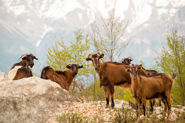 goats brown black on  the mountain tzoumerka ioannina greece