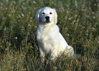 perro labrador